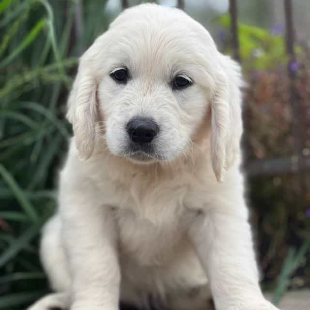 Seth - Golden Retriever Male