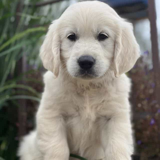 Snickers - Golden Retriever Male