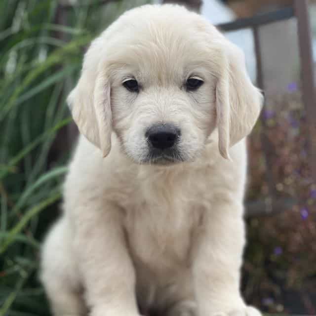 Simon - Golden Retriever Male