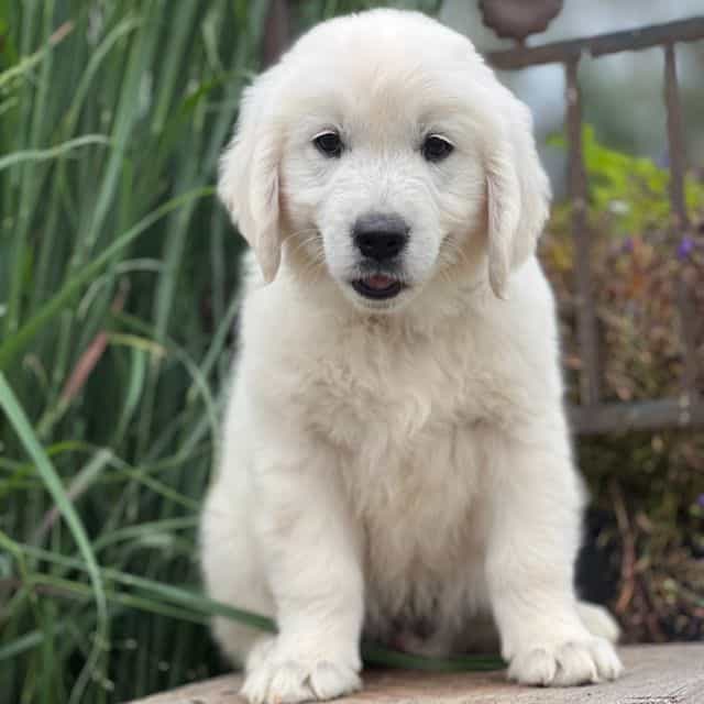 Stevie - Golden Retriever Male