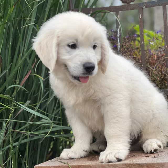 Spencer - Golden Retriever Male
