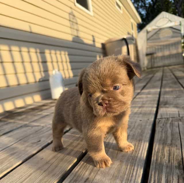 Big rope fluffy - French Bulldog Female