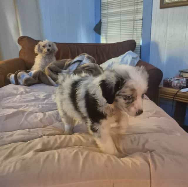 Mindy - Miniature American Shepherd (Mini Aussie) Female