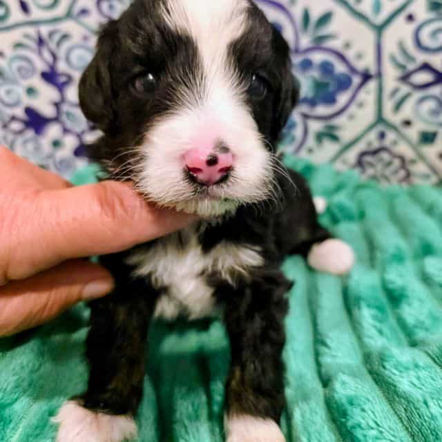 Brett- mini - Bernedoodle Male