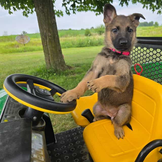 Hannah - German Shepherd Dog Female