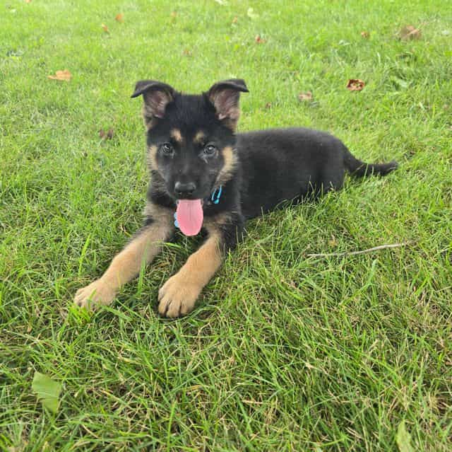 Gatlin - German Shepherd Dog Male