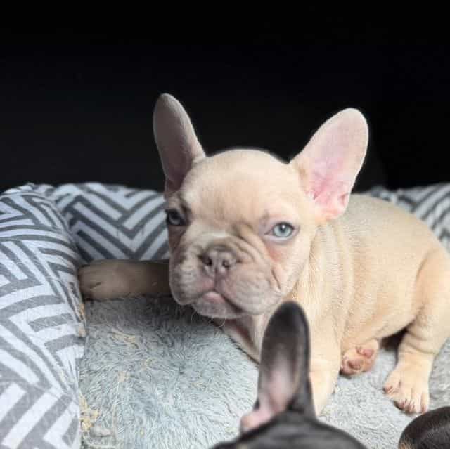 Manly - French Bulldog Male
