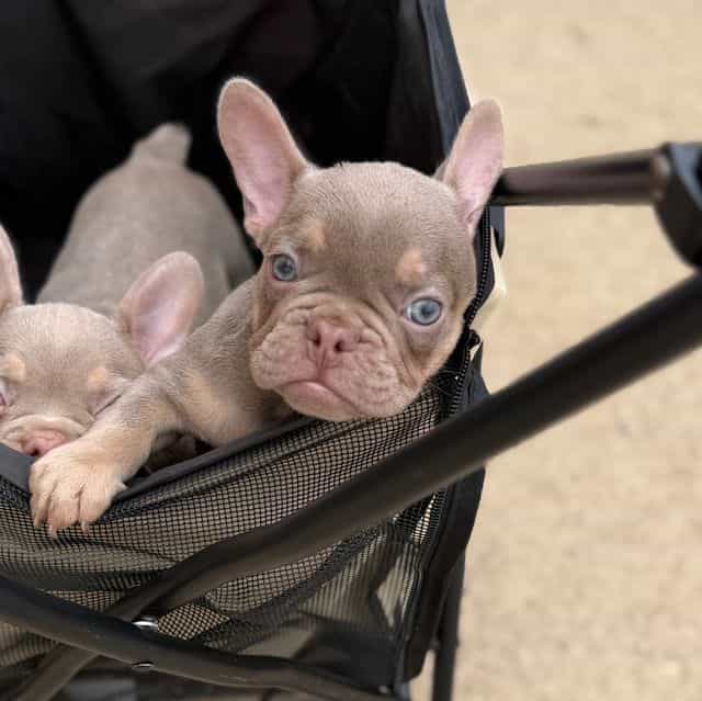 Dozer - French Bulldog Male