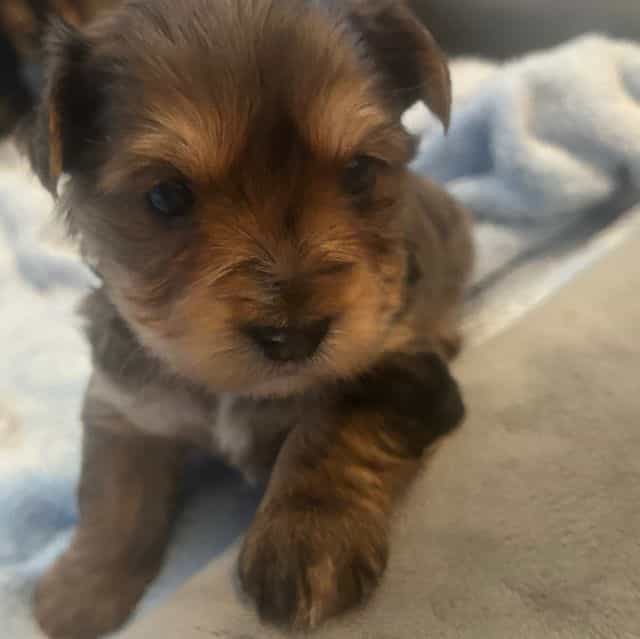 Prince jr - Yorkshire Terrier Male
