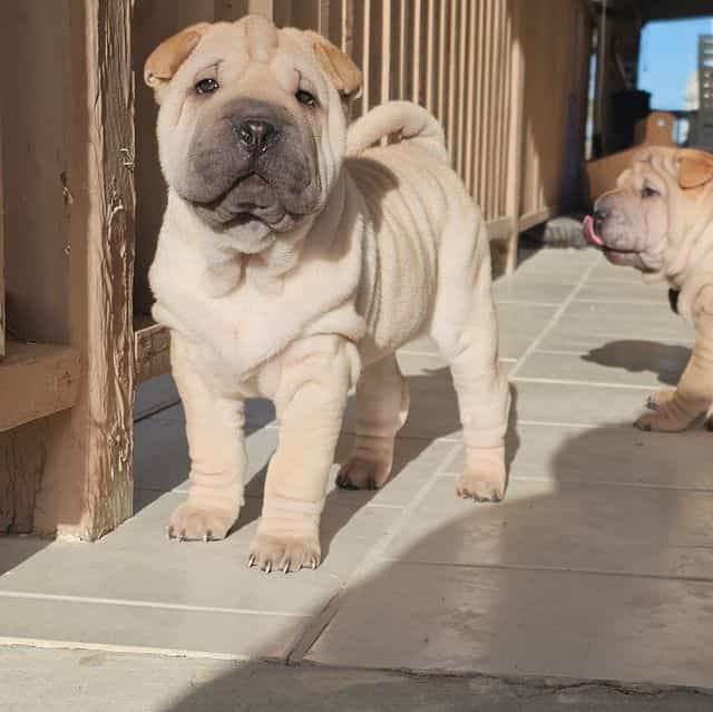 Ravioli - Chinese Shar-Pei Female