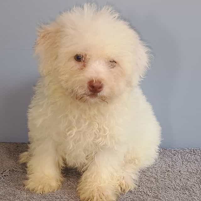 Bixby - Bichon Frise Male