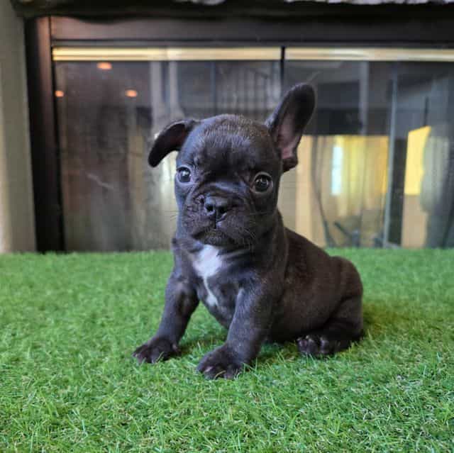 Bao - French Bulldog Male