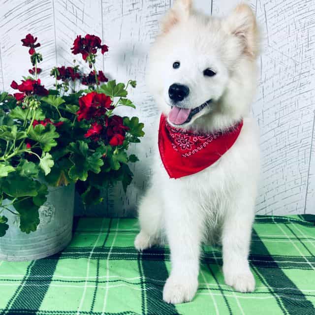 Cosmo - Samoyed Male