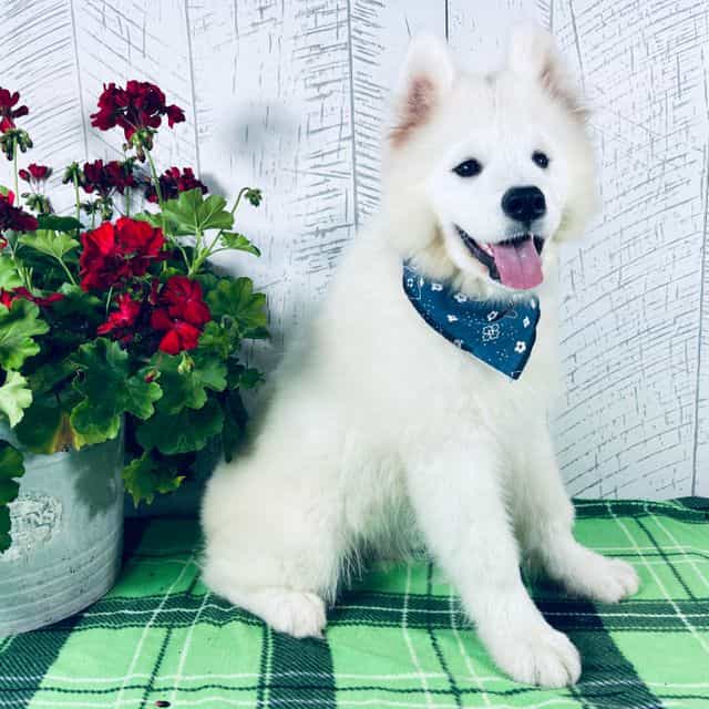 Sunny - Samoyed Male