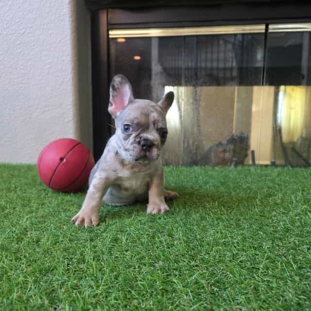 Boba - French Bulldog Male