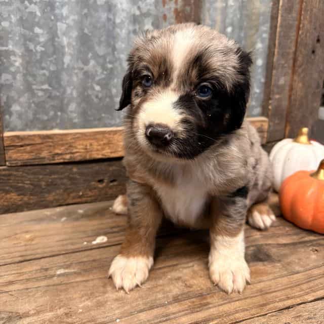 Wizard - Aussiedoodle Male