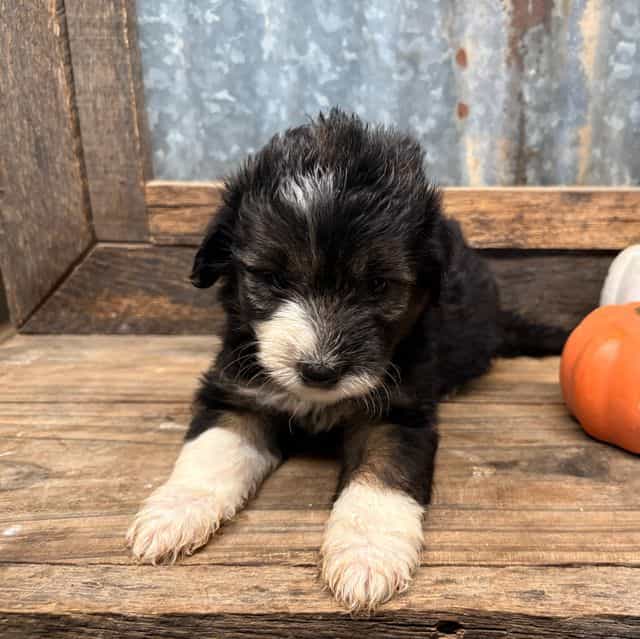 Toto - Aussiedoodle Male