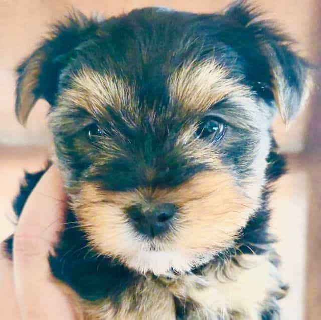 Leia - Yorkshire Terrier Female