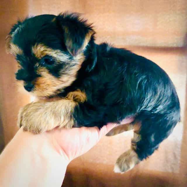 Leia - Yorkshire Terrier Female