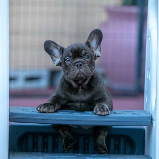 Coco Chanel - French Bulldog Female