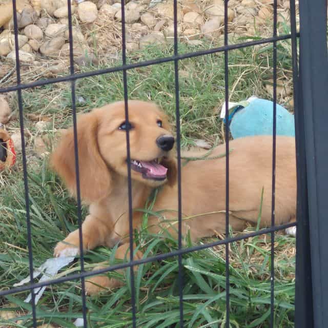 Clementine  - Dachshund Female