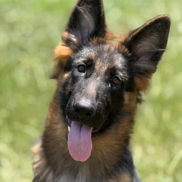 Wednesday  - German Shepherd Dog Female