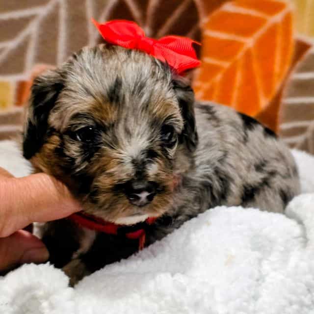 Reba- mini - Bernedoodle Female