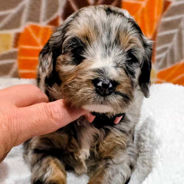 Luke- mini - Bernedoodle Male