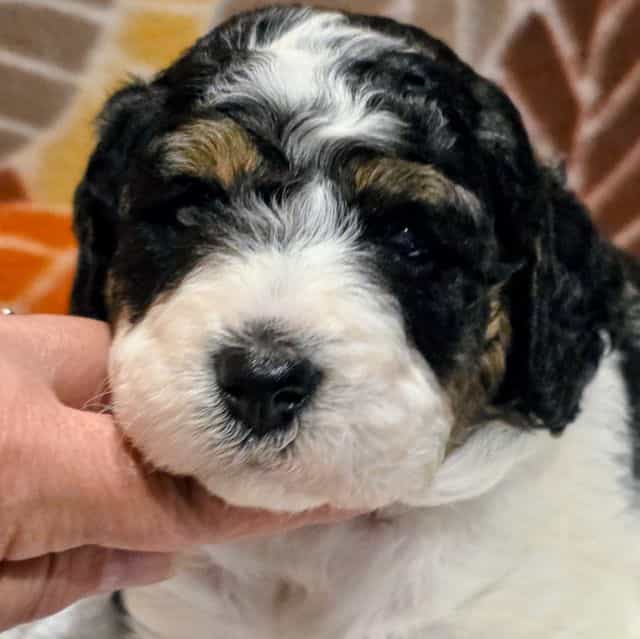 Toby- mini - Bernedoodle Male