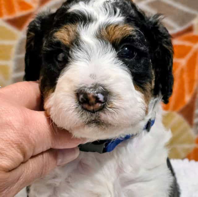 Blake- mini - Bernedoodle Male