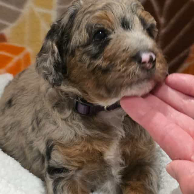 Hank- mini - Bernedoodle Male