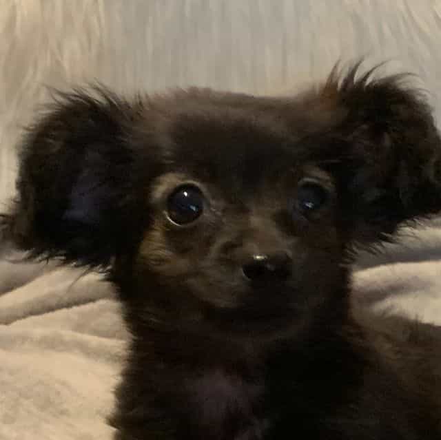 Toy size Beau~! - Chiweenie Male