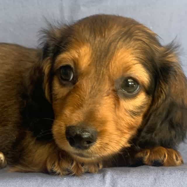 Super Sweet Cha - Dachshund Male