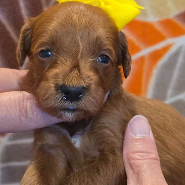 Bree-mini - Goldendoodle Female
