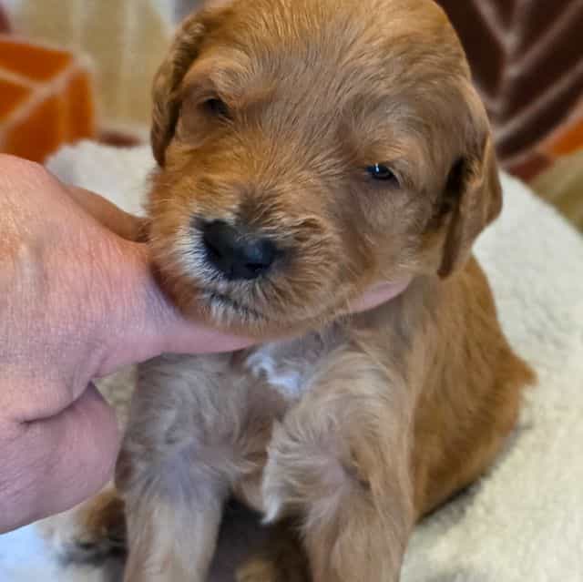 Hondo-mini - Goldendoodle Male