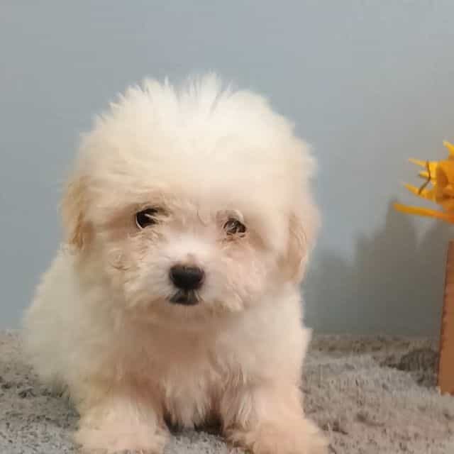 Hadley - Maltese Female