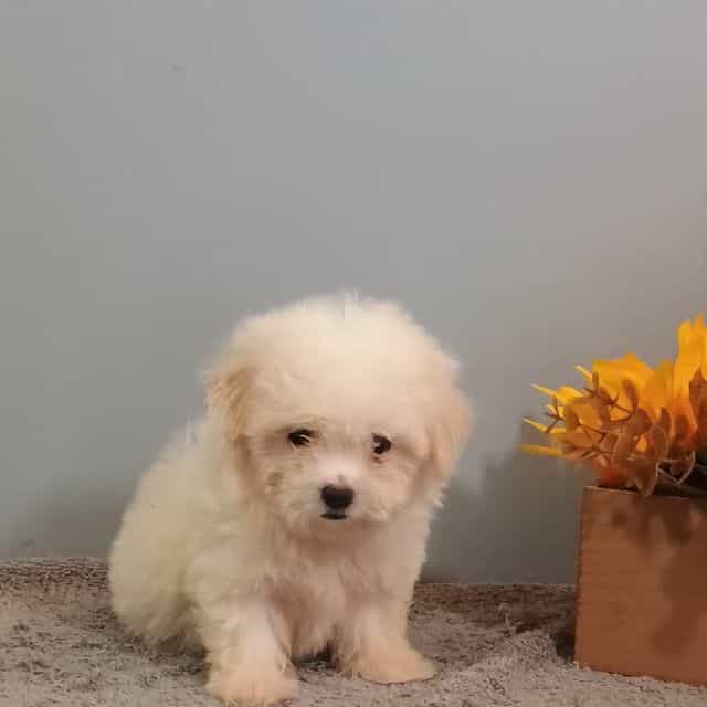 Harley - Maltese Female