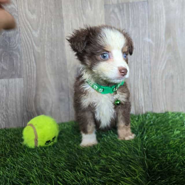 Charlie  - Miniature American Shepherd (Mini Aussie) Male