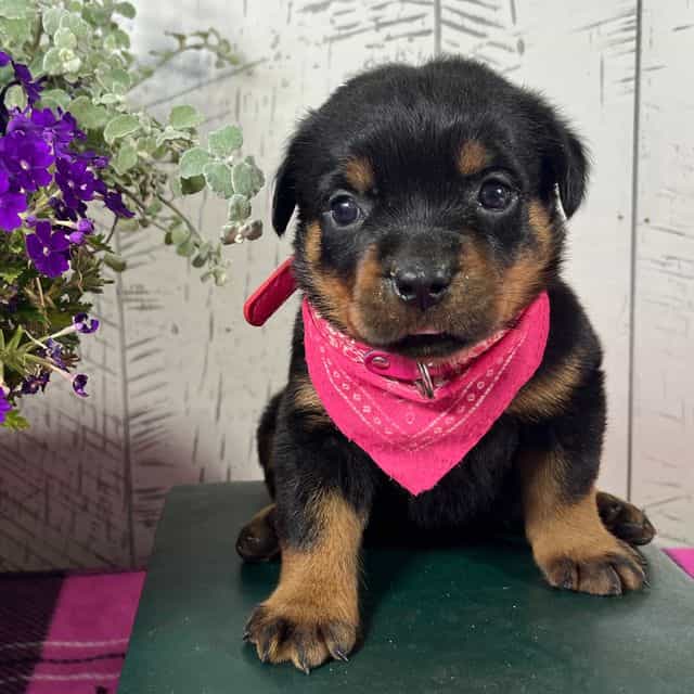Molly - Rottweiler Female