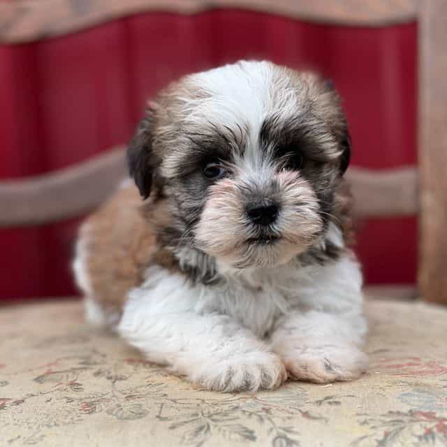 Snoopy - Havanese Male