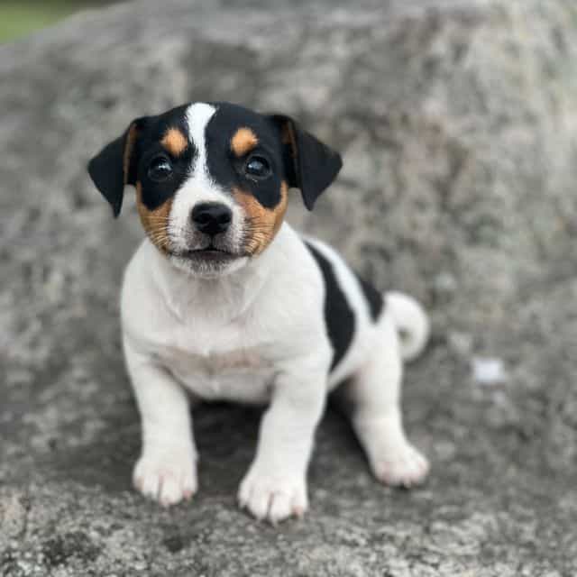 Albie - Jack Russell Terrier Male