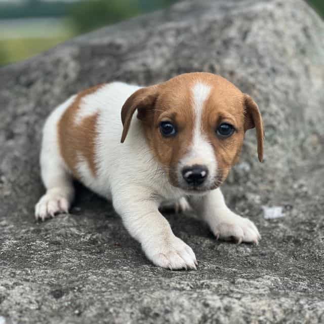 Almond - Jack Russell Terrier Male