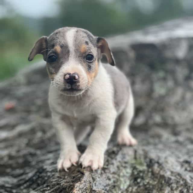 Ashton - Jack Russell Terrier Male