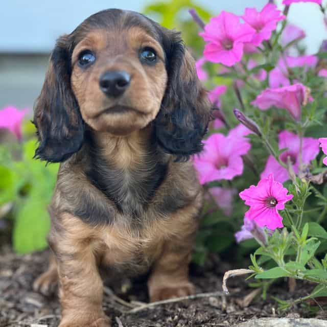 Dash - Dachshund Male