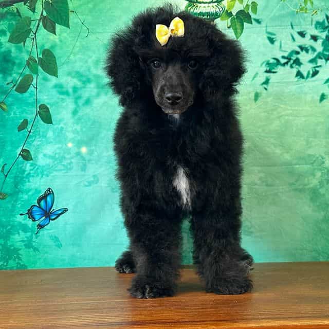 Mulan - Toy Poodle Female