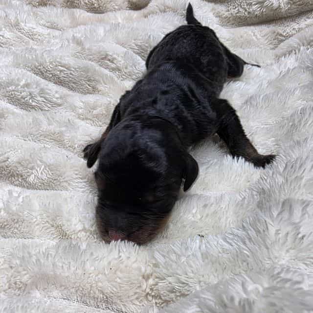 Mini Hank - Bernedoodle Male