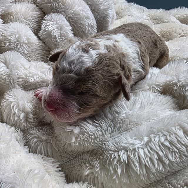 Mini Dolly - Bernedoodle Female