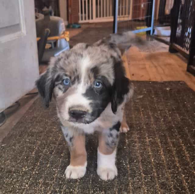 Wizard - Aussiedoodle Male