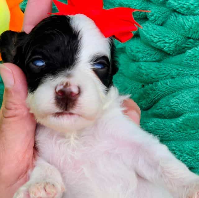 Remi- mini - Portidoodle Female