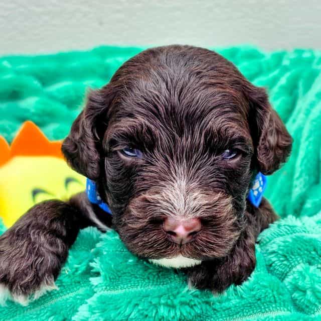 Wally-mini - Portidoodle Male